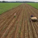 Cómo aplicar la agroecología al ciclo de cultivo