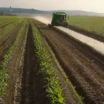 Políticas Agropecuarias e Influencia en el Ciclo del Cultivo