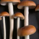 Pueden los hongos ayudar en la recuperación muscular