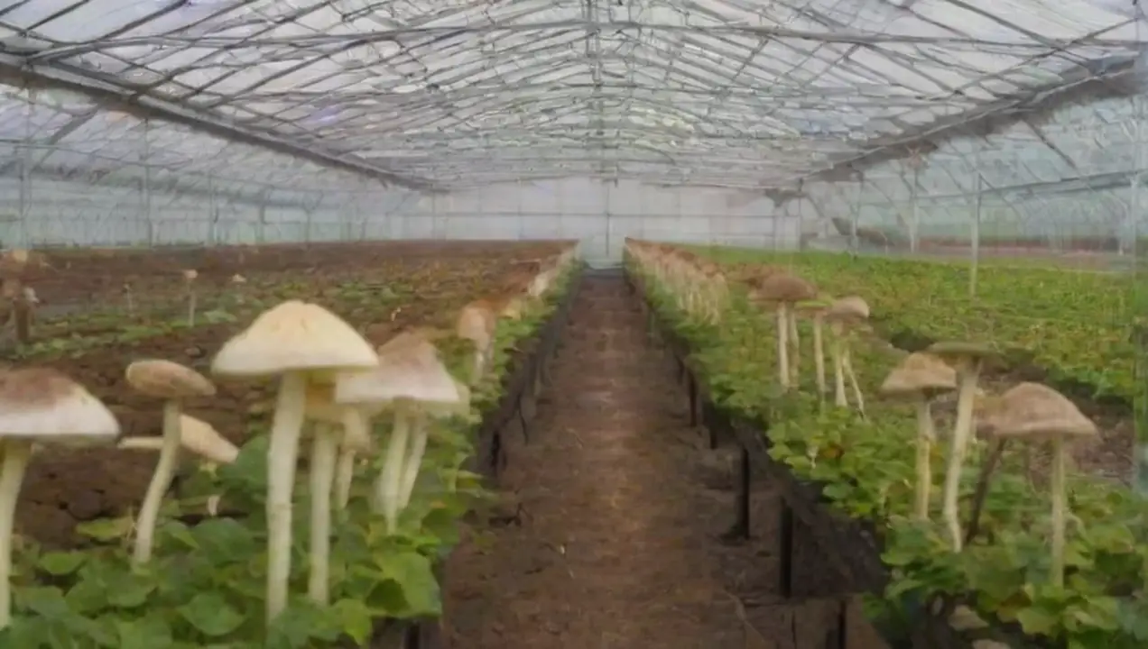 Preparación del invernadero para el cultivo de hongos de Recursos para cultivadores de hongos en invernaderos