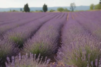 Campos de lavanda hermosos con comunidad