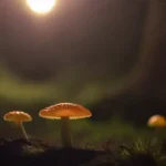 Pueden las luces provocar estrés en los hongos