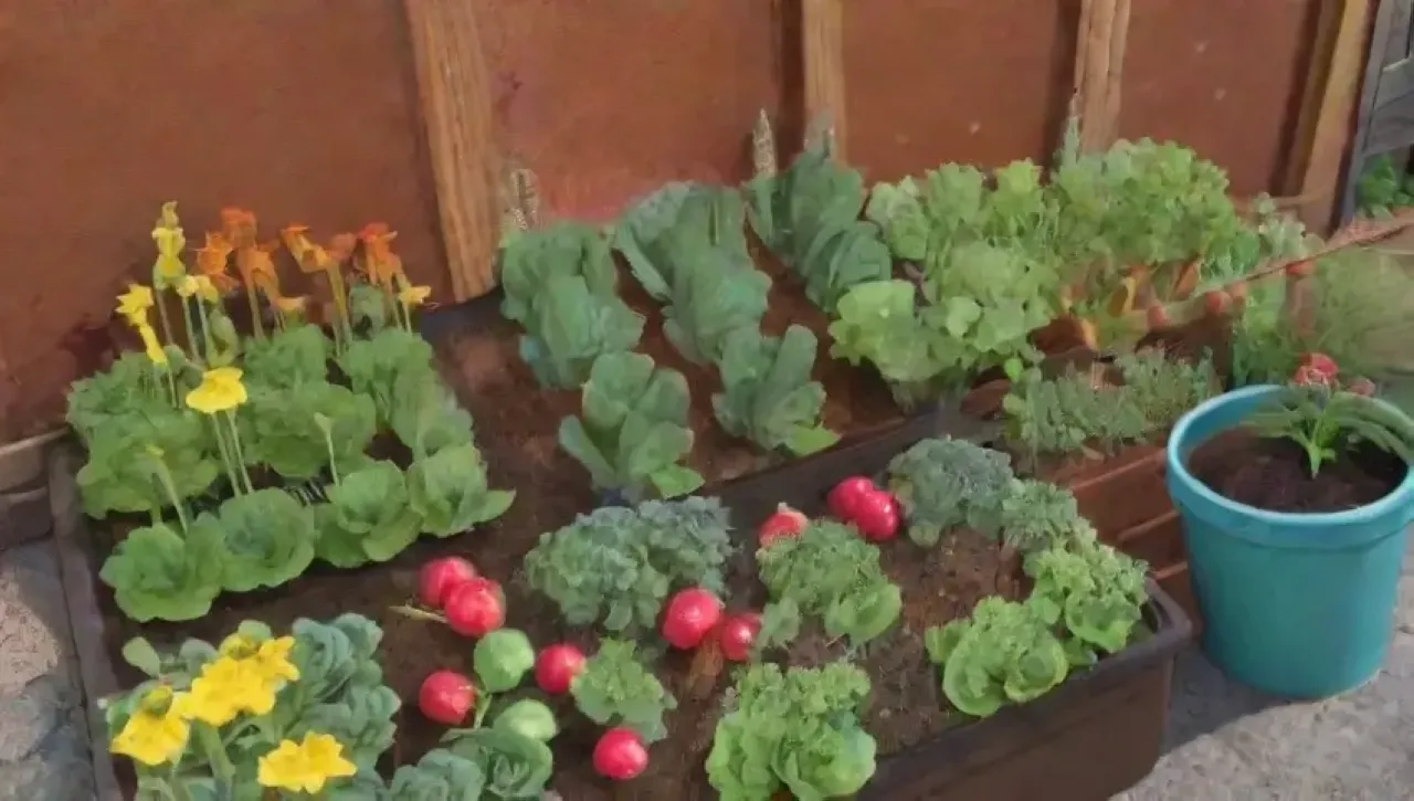Un jardín urbano vibrante con hojas heladas, kale verde, flores de caléndula y un cielo invernal sereno