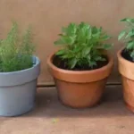 Pueden las plantas de interior ser injertadas con éxito