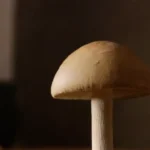 Cómo utilizar los tallos de los hongos en recetas