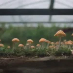 Guía para crear un invernadero y cultivar hongos eficazmente