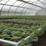 Prácticas recomendadas para sembrar en invernaderos