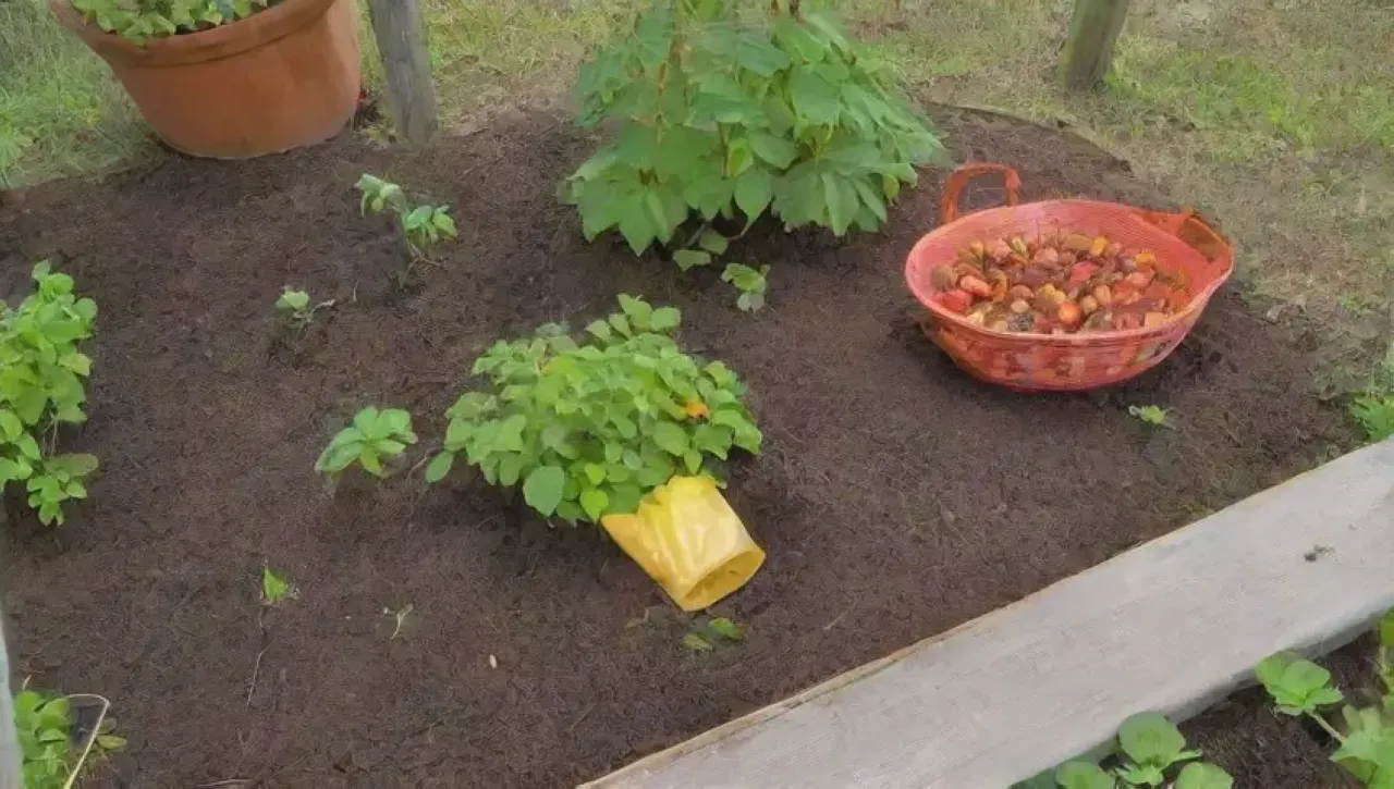 Un jardín vibrante y abundante lleno de vida y color