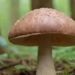 Micronutrientes esenciales para el crecimiento saludable de hongos