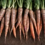 Los cultivos de raíz son clave para la seguridad alimentaria y fomentan la biodiversidad