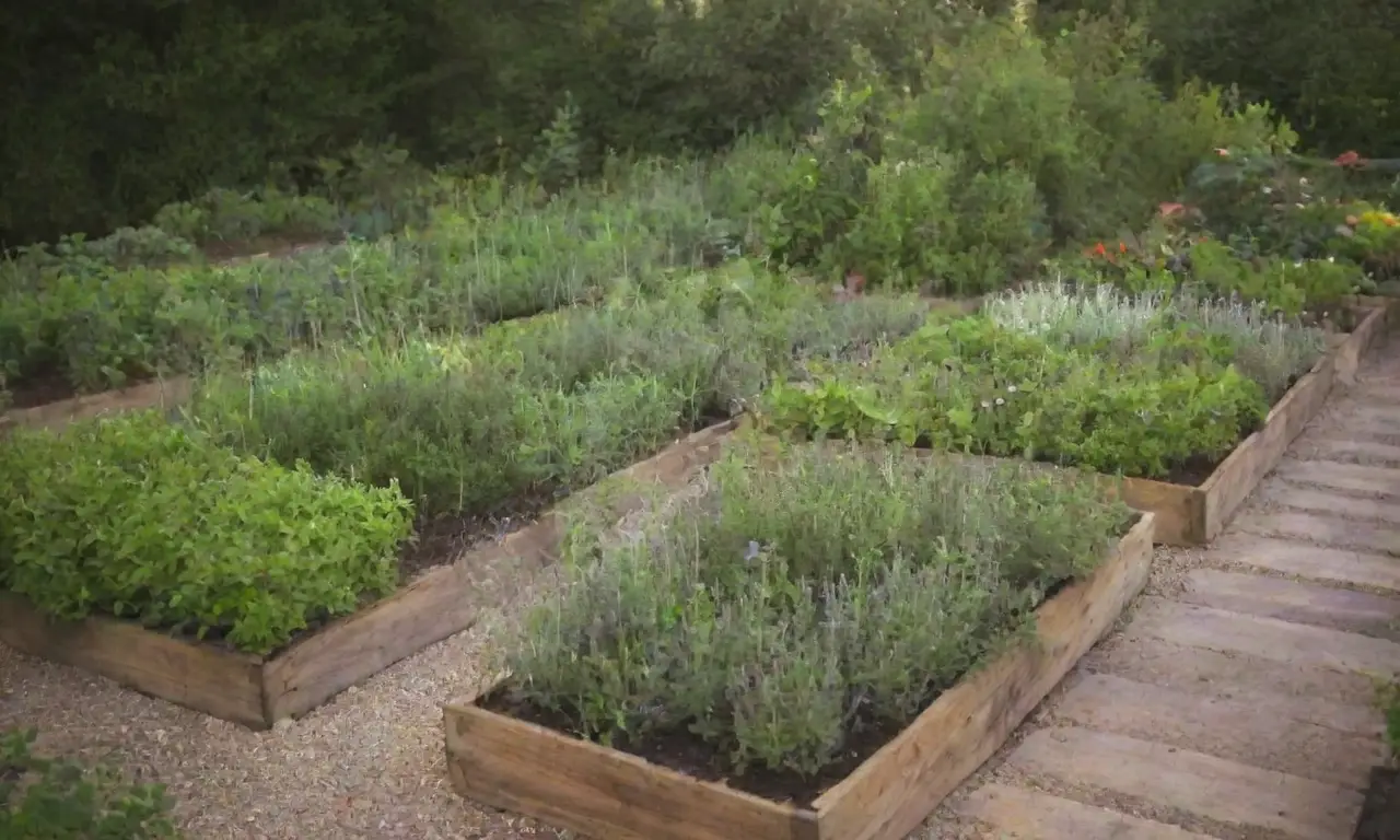 Guía de diseño y mantenimiento del jardín de hierbas