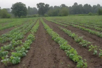 Métodos sostenibles para el manejo de plagas en agricultura