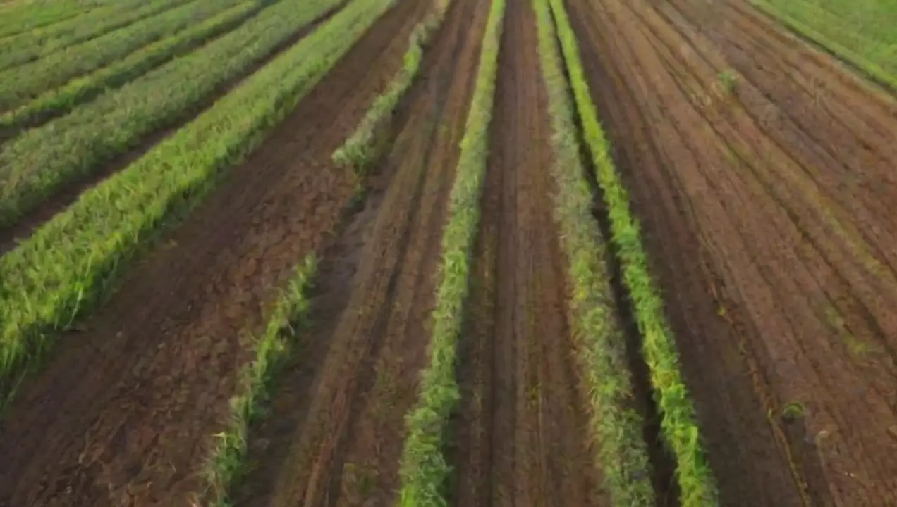 Impacto de las Políticas Agropecuarias en el Ciclo del Cultivo de Políticas Agropecuarias e Influencia en el Ciclo del Cultivo