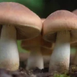 Eficiencia de hongos en la producción agrícola: estudios recientes