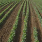 Cultivos industriales y manejo de plagas para prácticas sostenibles