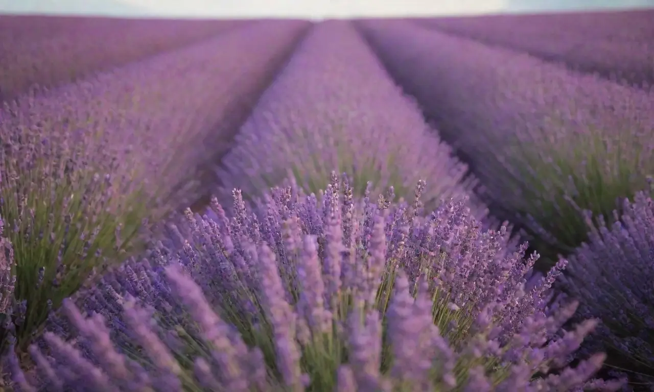 Campo de lavanda con flores moradas y aroma relajante