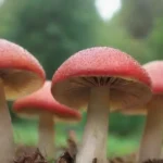 Impacto de pesticidas en hongos: estudios recientes y hallazgos