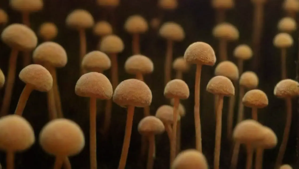 El proceso de formación de esporas en hongos de Fascinante proceso de formación de esporas en la naturaleza