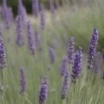 La lavanda atrae insectos benéficos