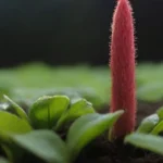 Métodos Efectivos para Medir la Humedad del Sustrato en Plantas
