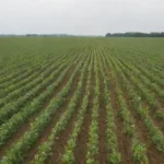 Campos vibrantes