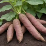 Cultiva batatas sanas con buen suelo