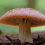 Cómo se utilizan los hongos en la terapia alternativa