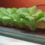 Esterilización del sustrato: clave para una buena fructificación