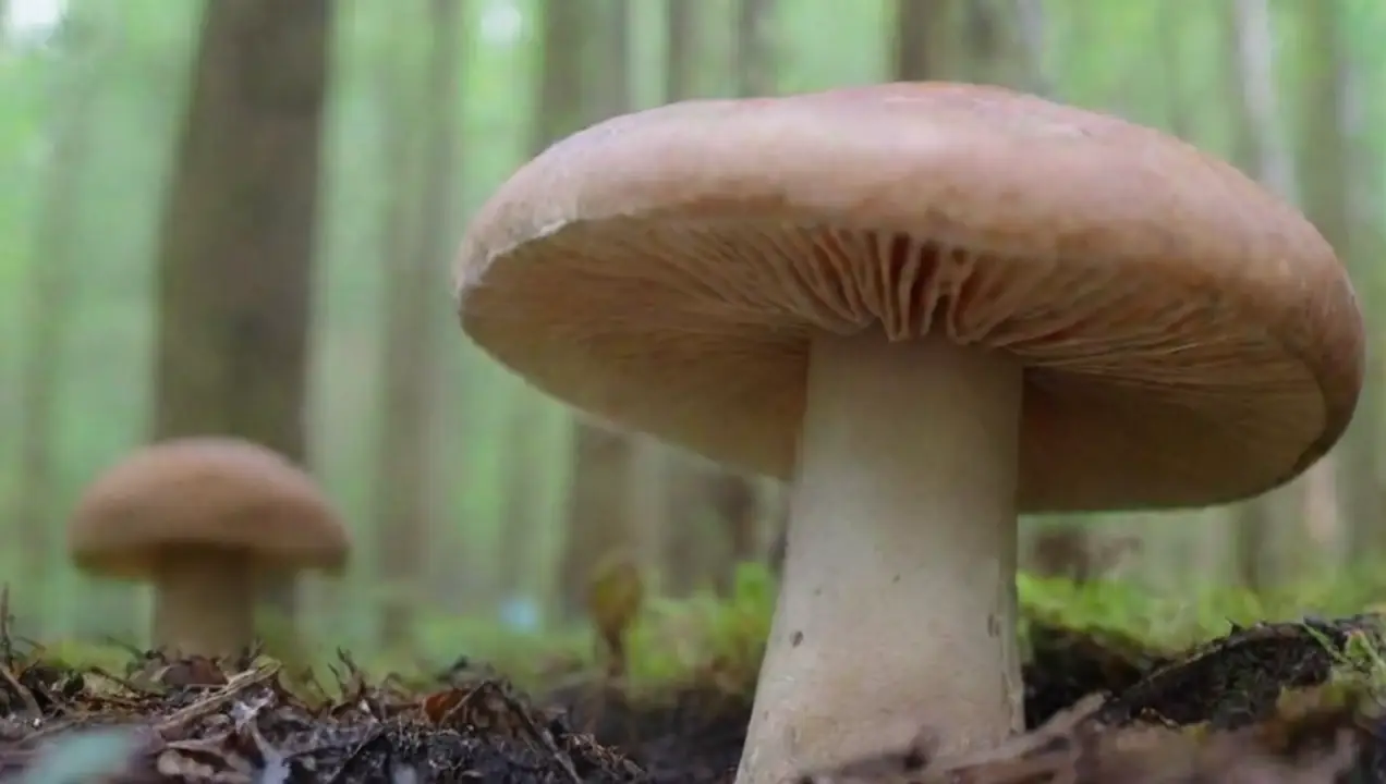 Contaminantes y su impacto en los hongos de Investigaciones sobre la ecotoxicología de los hongos