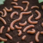 Guía de vermicompostaje con imágenes