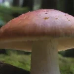 Recomendaciones de expertos sobre la nutrición de hongos