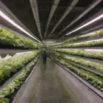 La agricultura vertical combina tecnología sostenible y métodos eficientes para optimizar la producción urbana