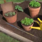 Cómo prevenir la aparición de plagas en la etapa de semillero de plantas