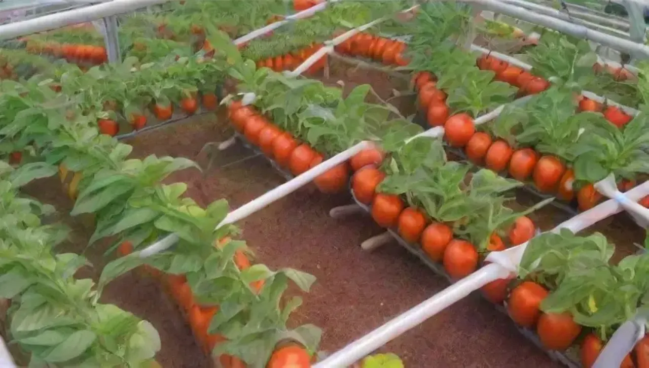 Un ecosistema hidroponico vibrante y sostenible con plantas saludables y tecnología innovadora