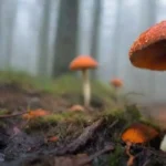 Contaminación fúngica: efectos y formas eficaces de evitarla
