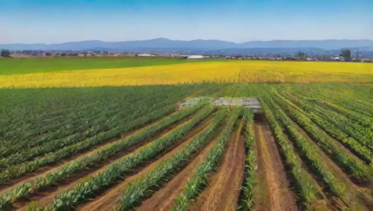 Un vasto campo verde bajo un cielo azul, con drones sobrevolando y agricultores observando la fusión de naturaleza y tecnología