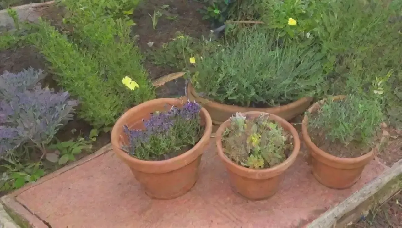 Un rincón acogedor de hierbas vibrantes y flores, lleno de vida y aromas
