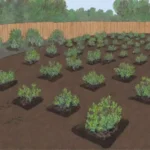 Técnicas de riego eficientes para bulbos en jardín