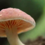 Importancia de la educación sobre hongos en la salud diaria
