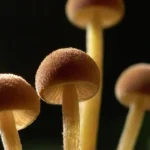 Fascinante proceso de formación de esporas en la naturaleza