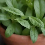 Hierbas aromáticas en un jardín acogedor