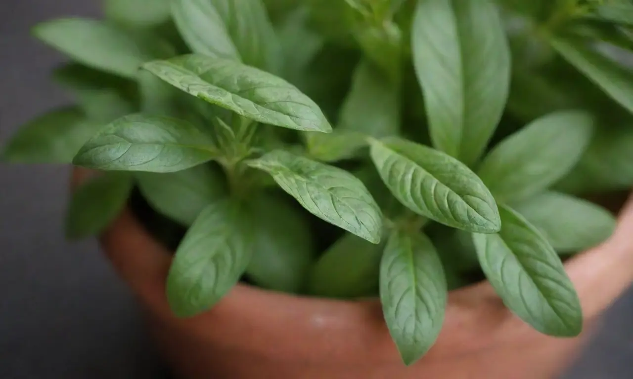 Hierbas aromáticas en un jardín acogedor