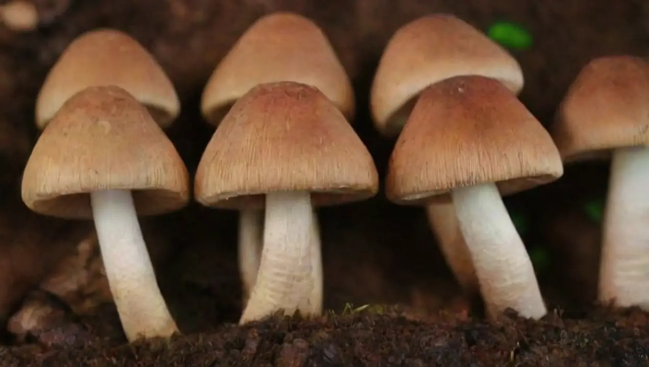 Conocer las variedades de hongos medicinales de Cómo seleccionar hongos de calidad para uso medicinal