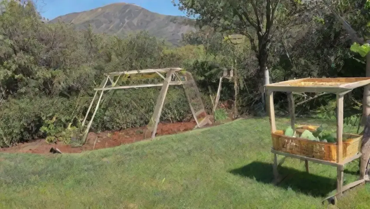 La cosecha de aguacates en un día soleado es un festín de colores y trabajo en equipo