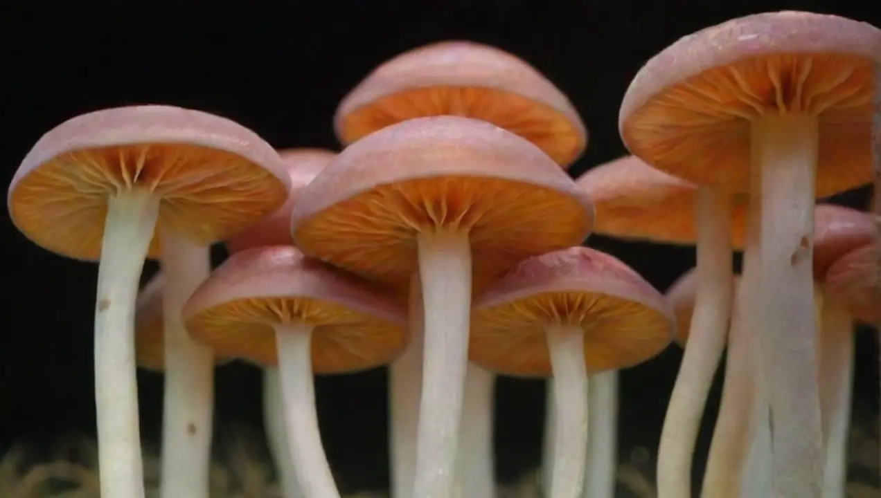Las proteínas en los hongos y su relevancia de Investigaciones sobre la composición química de los hongos