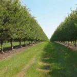 Espacio requerido por cultivares para crecimiento óptimo en huertos