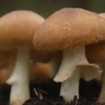 Uso de hongos en la agricultura: investigaciones recientes
