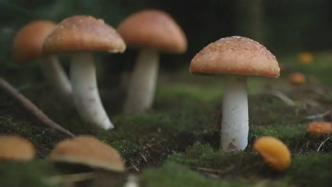 Síntomas de la intoxicación por hongos de Consecuencias y riesgos para la salud por comer hongos contaminados