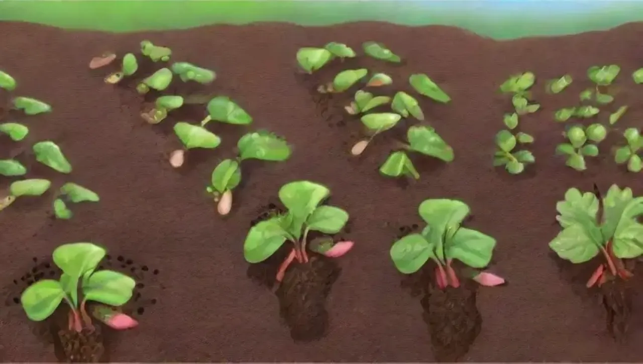Un paisaje agrícola vibrante y lleno de vida