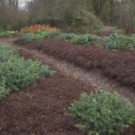 Jardín invernal con acolchado orgánico para retener humedad